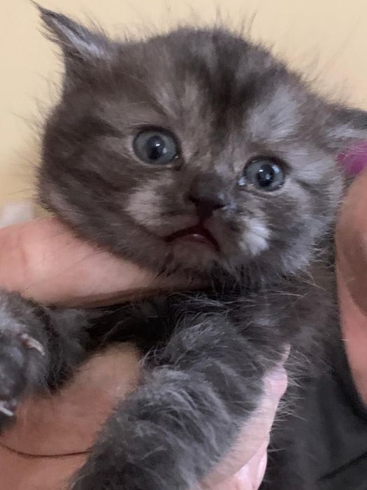 Котята девочки красивые