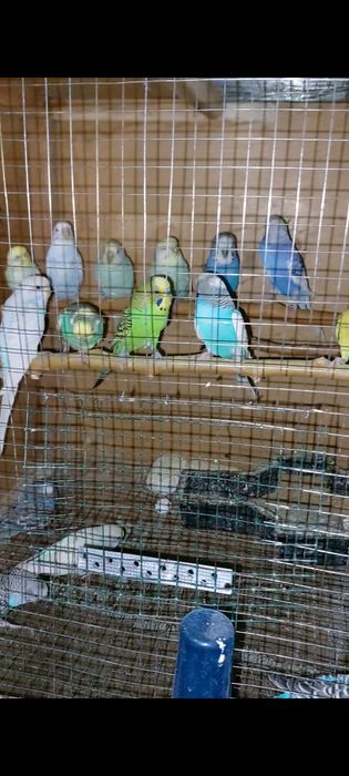 Valnisti papugaylar sotiladi optimga