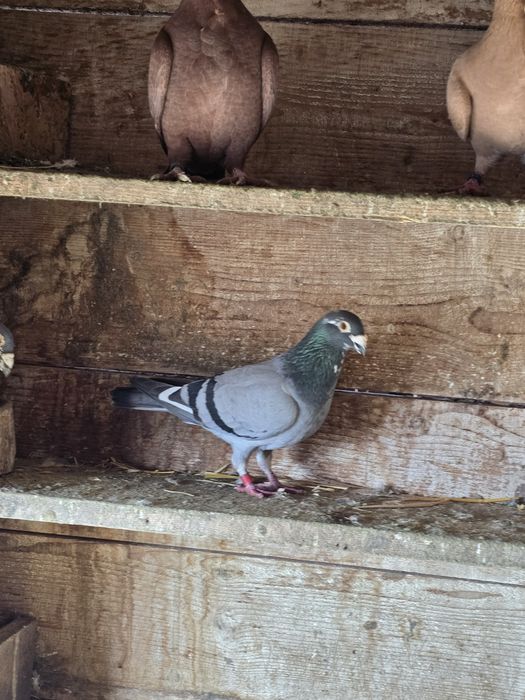 Porumbei  gusat spaniol