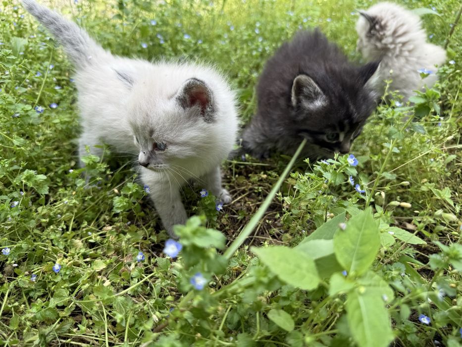 Котята один месяц