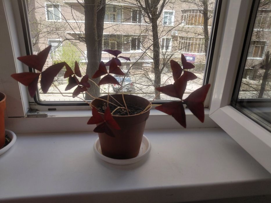 Оксалис (бабочка)