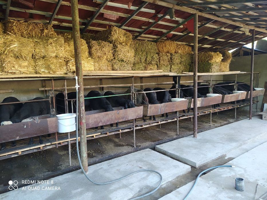 Кучкорлар сотилади