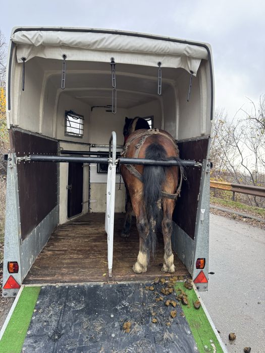 Transport animale vii