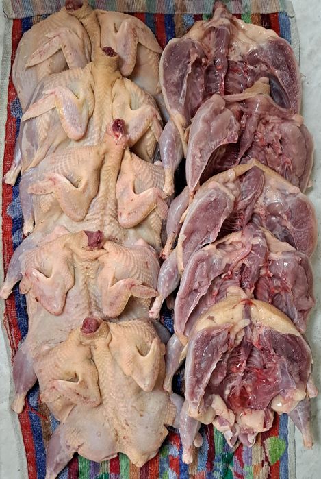 Перепелки домашние.