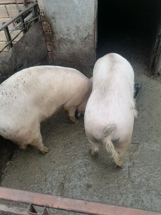 Спешно Продавам прасета за клане