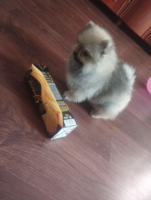 Продам мальчика шпиц с документами 2,5 мес