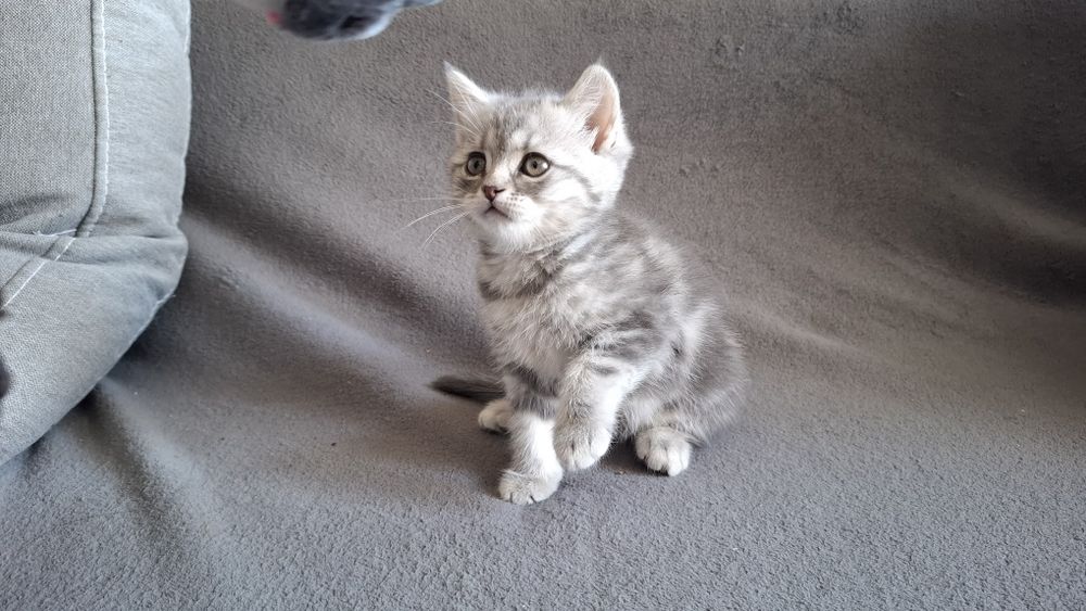 Шотландский  котенок