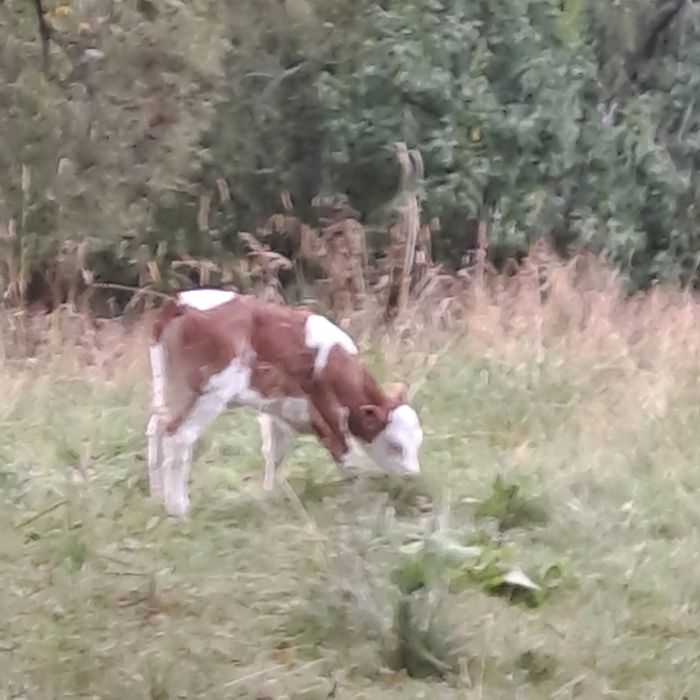 Vitea baltata românească pentru prasila