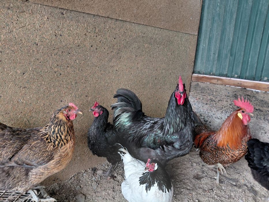 Продам петушков