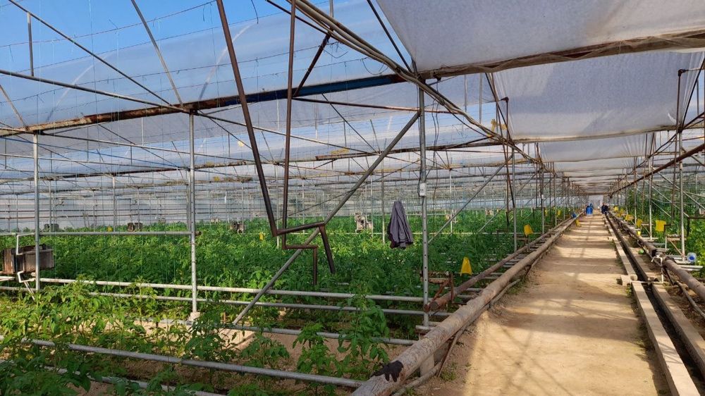 Срочно Теплица Назарбекда  сотилади вариантлар бор .