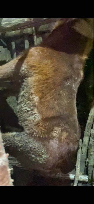 Продам 2-тай