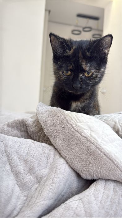 2 котенка мальчик и девочка