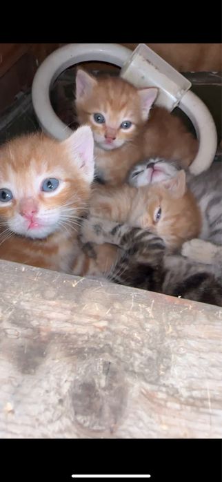 Отдам котят в добрые руки , бесплатно