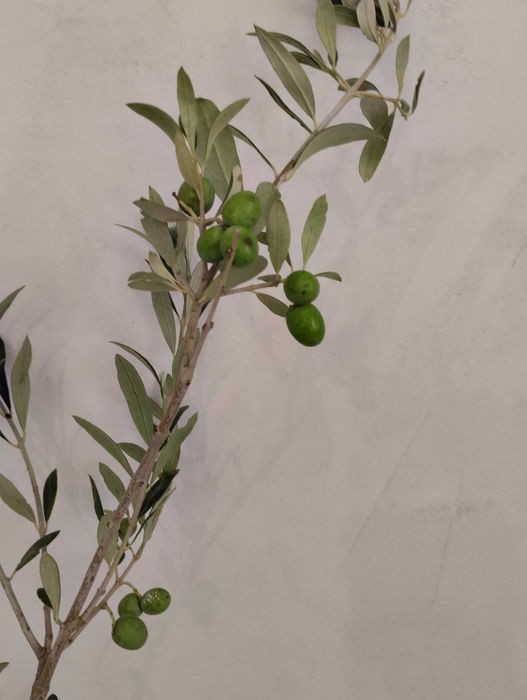 Студоустойчиви гръцки маслини