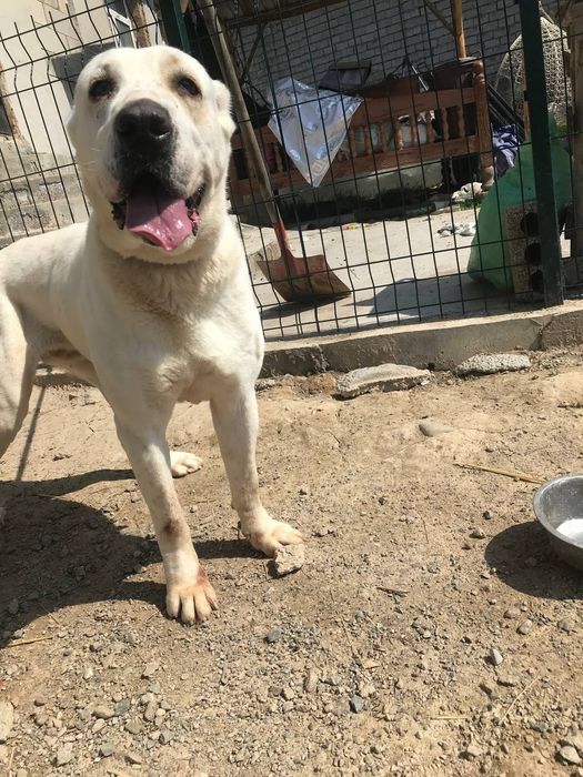 Продаётся Алабай