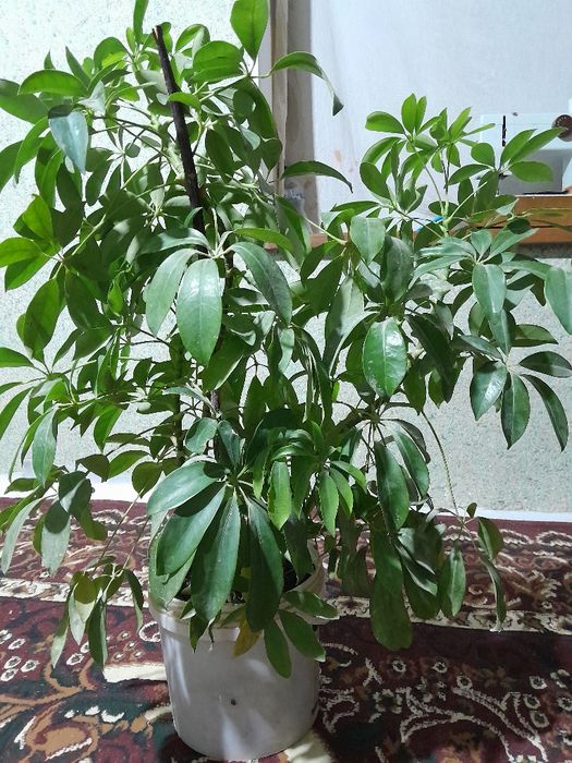 Sheftlera  xona guli