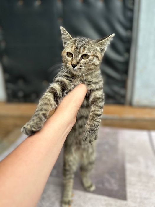 Отдадим котенка в добрые руки