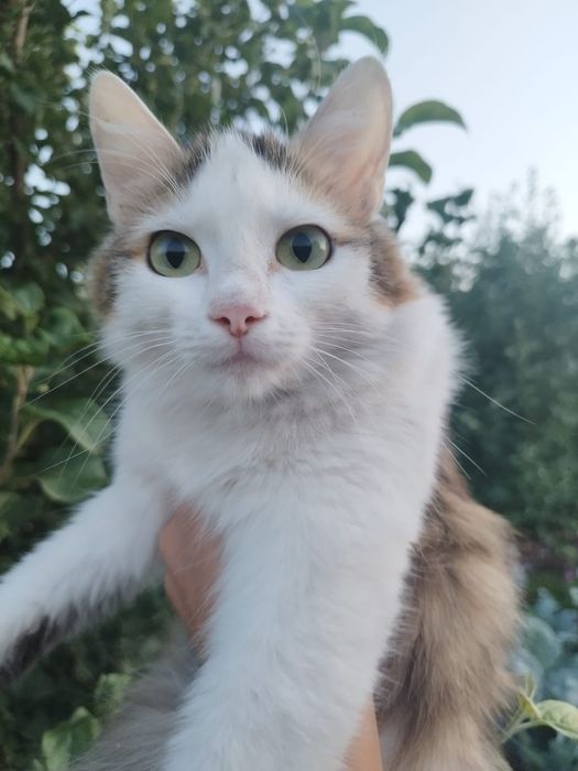 Кошечку 1 год . Бесплатно