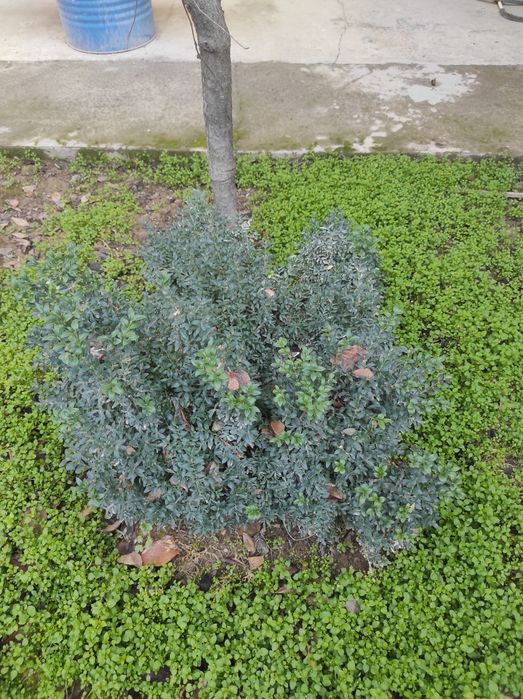 Полукустарник "Шамшод"