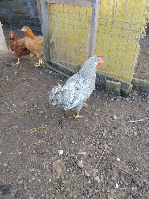 Schimb ce se vede ân poze