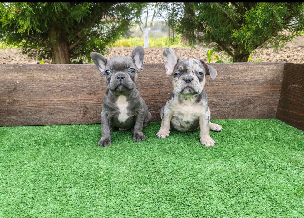 Френски булдог - мъжки