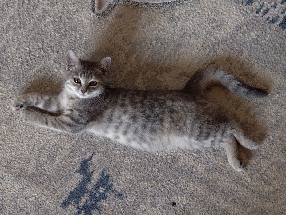 Отдам в добрые руки котенка.
