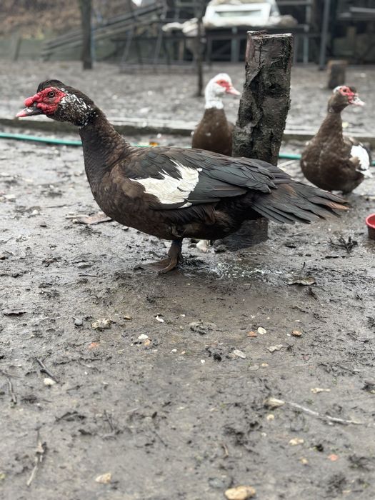 Familie rate lesesti ciocolatii