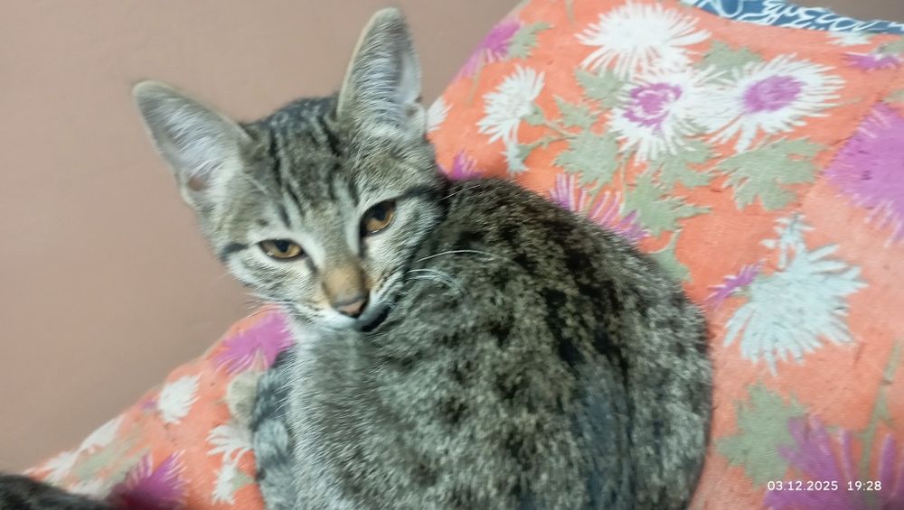 Котёнок очень милый и послушный