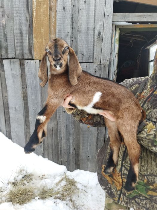 Козлики англонубийские.