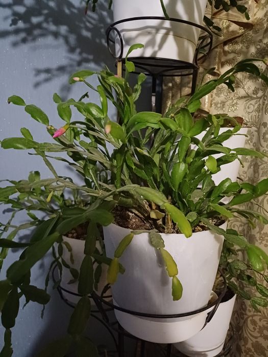 Алоэ вера фикус пестрый