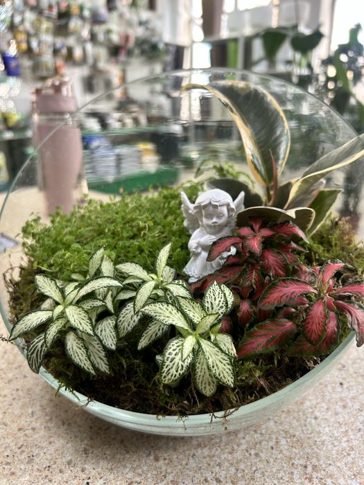 Уход за комнатами растениями