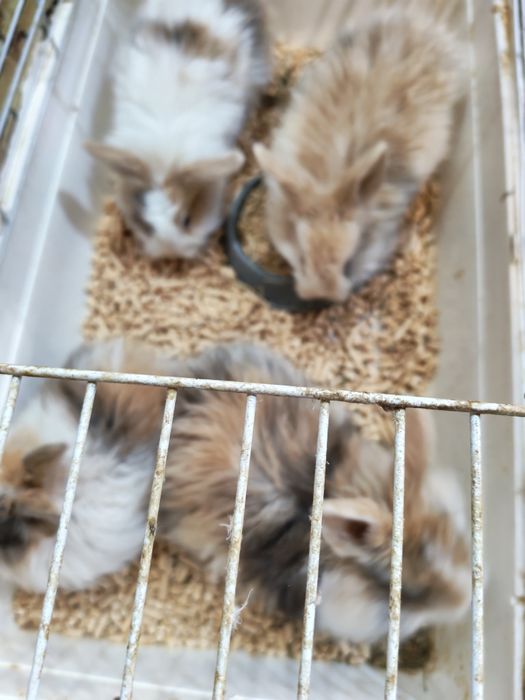 Кролик декоративный