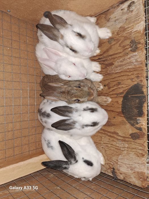 Кролики  1.5 месяца