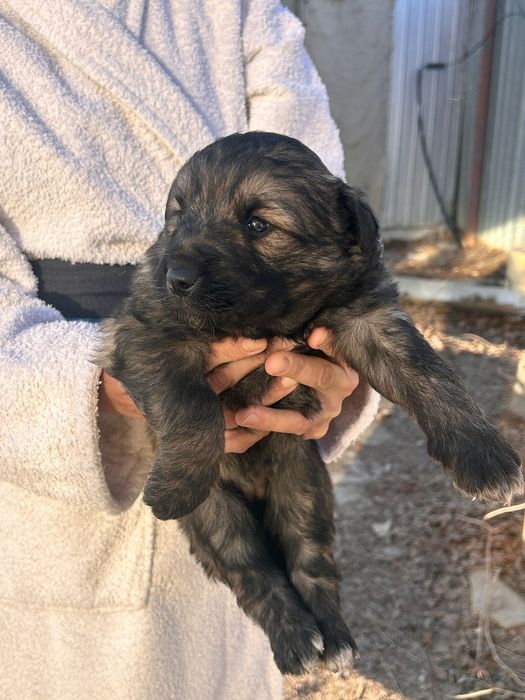 Отдаем щенков в добрые руки