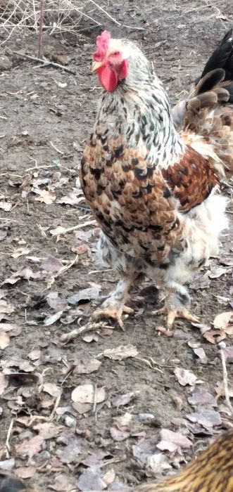 Қораздар сатылады