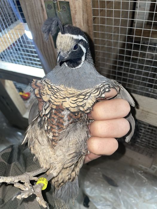 Prepelite californiene si pitici chinezesti(pitica chinezeasca)