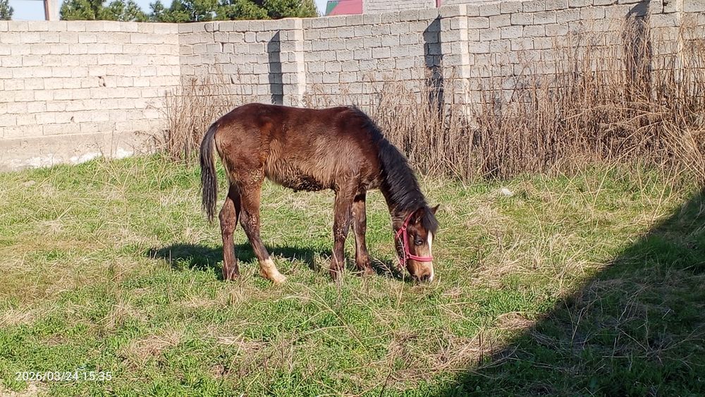 7 oylik toy sotiladi