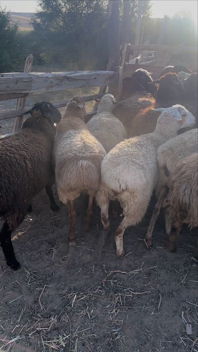 койлар сатылады продаються овцы