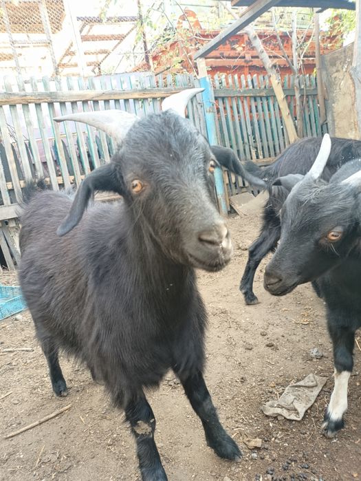 Продам козачек упитанные