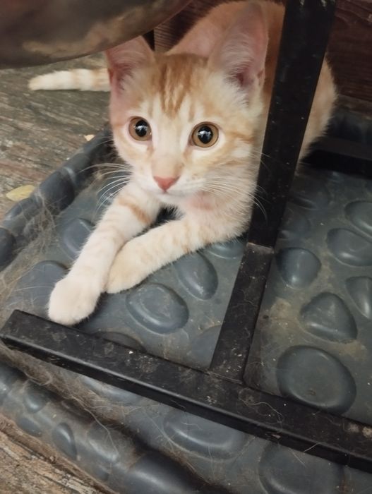 Котята  3месяца , крысоловыв добрые руки