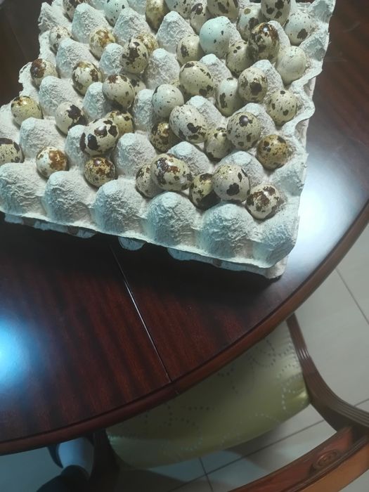 Oua de prepeliță polare pentru  incubat  vând și pui sau mature