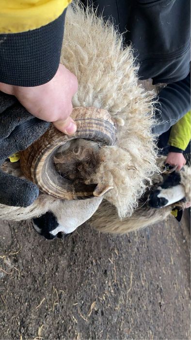 Berbecuți oacheși și un brez