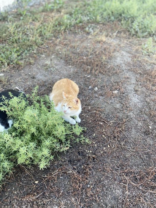 Кошка рыжая мысык