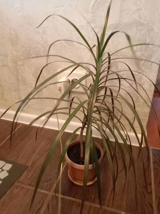 Рапродаю цветы срочно