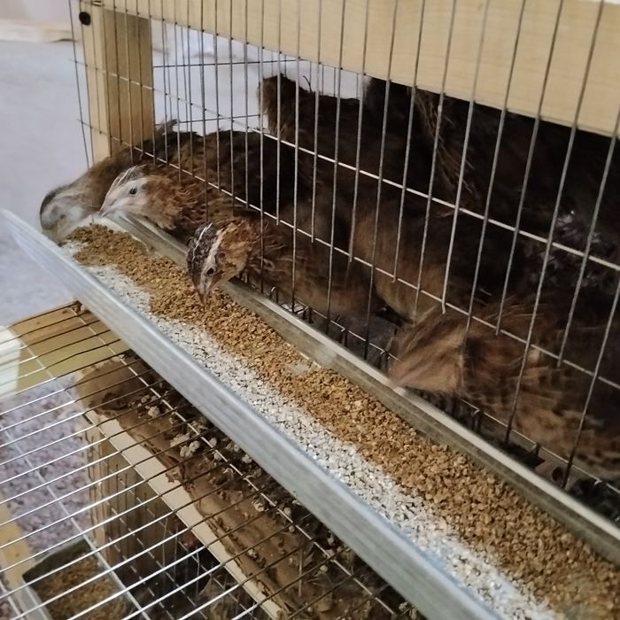 Bedana yapon majur
