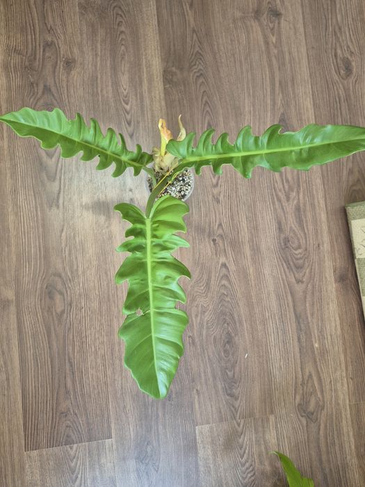 Комнатные цветы сортовые