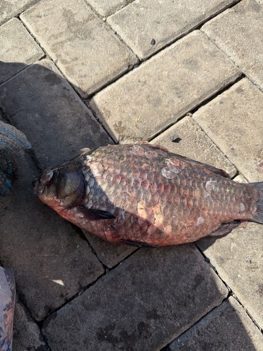 Продам рыбу карась и рипус из Зайсана