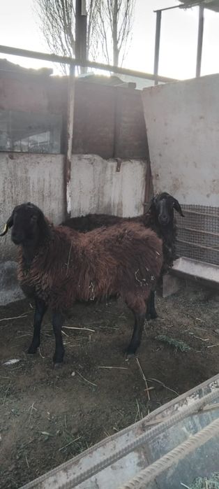 Қой сатылыды семіз