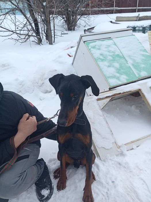 Чистокровный доберман кобель 2года