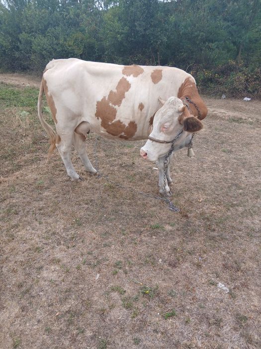 Vaca de 3 ani care de curand a fatat
